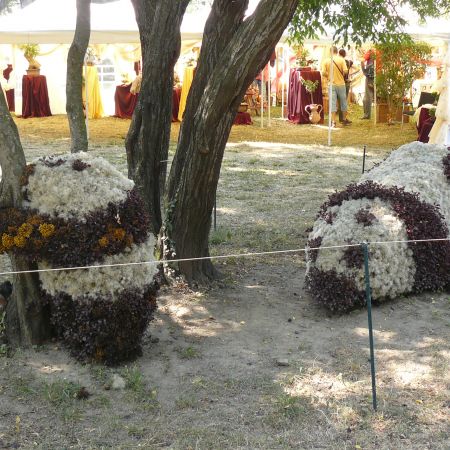 Panda de Targoviste